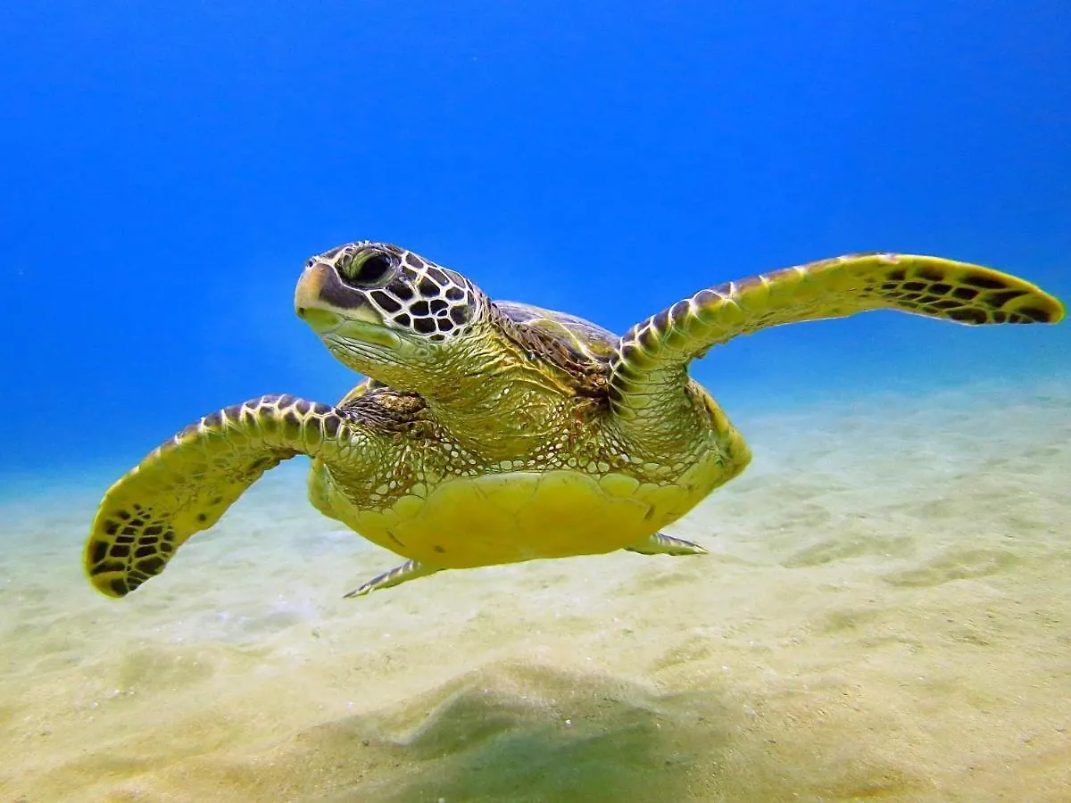 Cozy Waikiki Getaway, Stroll To Beach With Free Parking Honolulu Appartamento